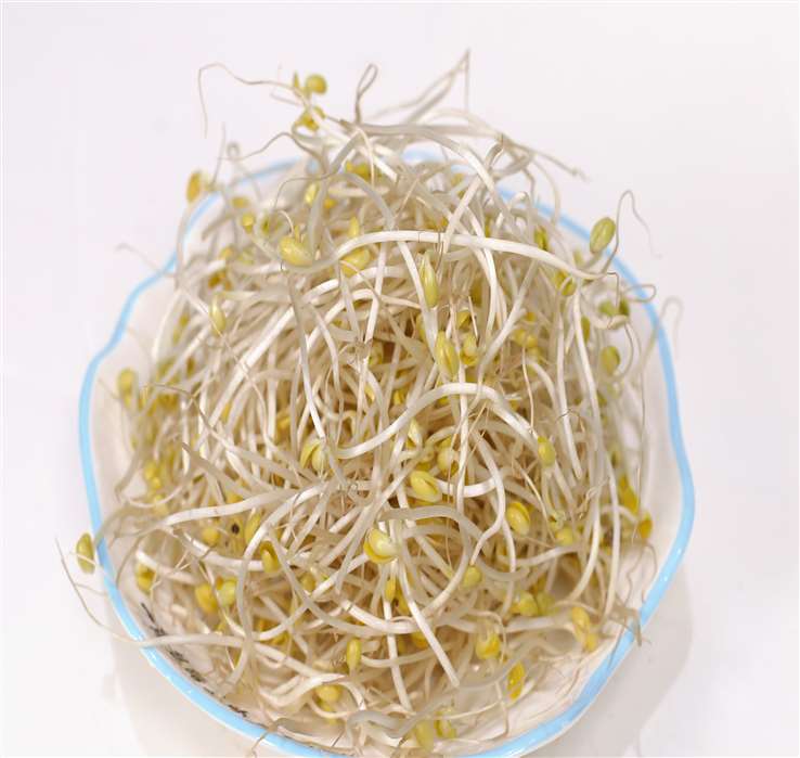 1645671336399946.jpg 豆芽.JPG